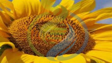 Giant sunflower seeds - Nursery, Plants, Health & Beauty Hartbeespoort