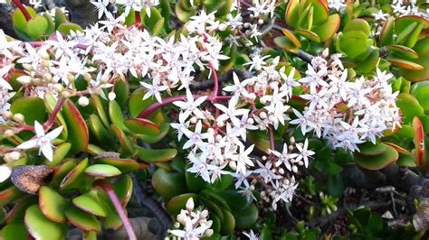 Crassula Ovata Flowers Jade Plant Money Tree Hd 08 Youtube