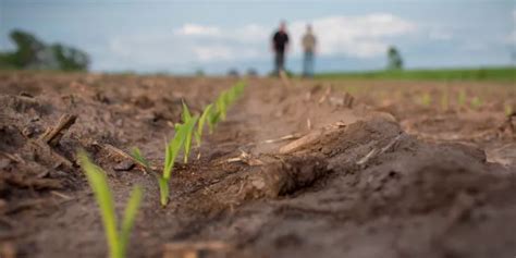 Seed Treatment Dupont Usa