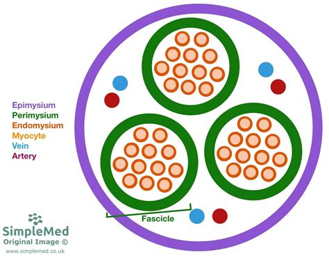 2 Structure Of The Muscles Simplemed Learning Medicine Simplified