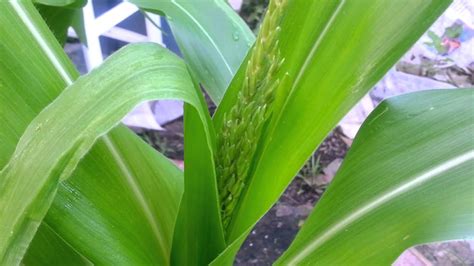 Corn Growth Stages