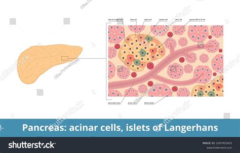 Islets Of Langerhans Histology Pancreas