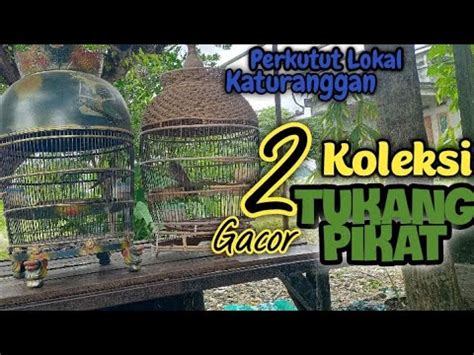 Dua Perkutut Lokal Katuranggan Gacor Koleksinya Tukang Pikat