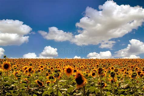 Field Of Sunflowers Under Blue Sky Stock Photo Image Of Sunflower