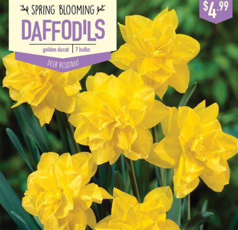 Garden State Bulb Daffodil Golden Ducat Bulbs 7 Count 7 Ct Smiths