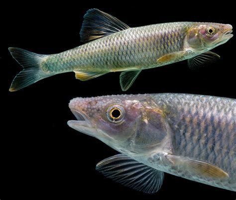 Whitetail Shiner Cyprinella Galactura Photograph By Dante Fenolio