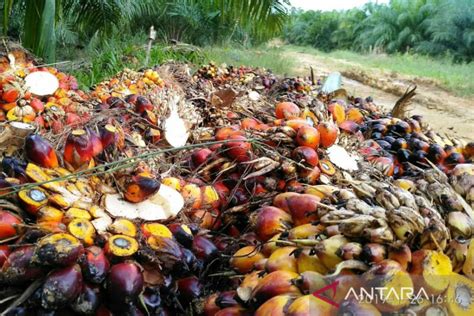 Harga Tbs Kelapa Sawit Kaltim Naik Jadi Rp Per Kg Antara News