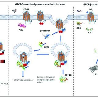 GPCR β arrestin dependent signaling pathway GPCRs are illustrated as