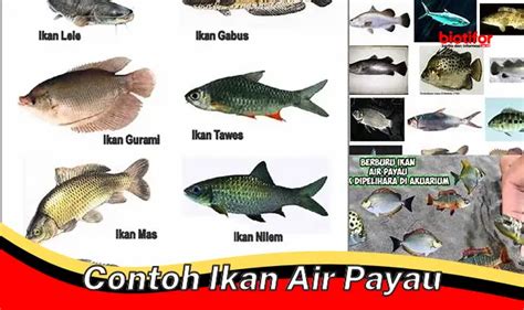 Ikan Air Payau Pengertian Habitat Dan Contohnya Biotifor