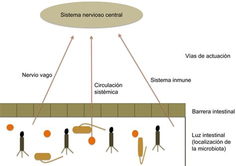 EL EJE MICROBIOTA INTESTINO CEREBRO Enriquerubio Net