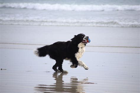 Dog Running At The Beach · Free Stock Photo