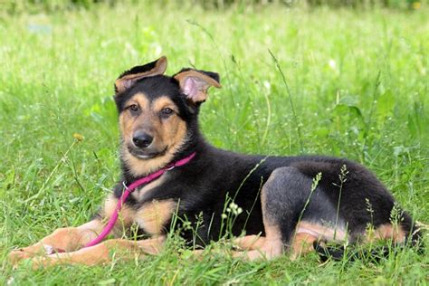 Dove Adottare Un Cane Nelle Marche La Guida Completa