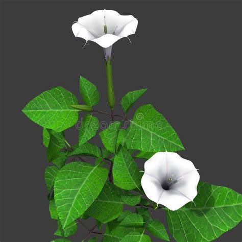 Datura Plant stock photo. Image of detail, background - 47855748