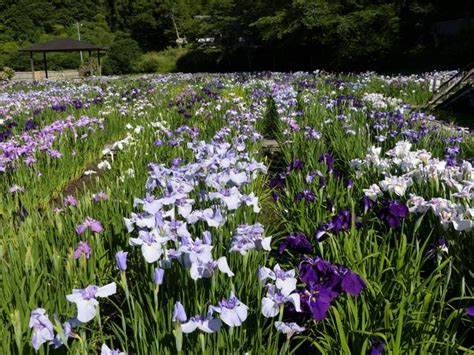 【小國神社花菖蒲園】アクセス・営業時間・料金情報 じゃらんnet