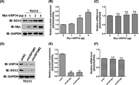 USP34 Upregulates SOX2 Expression In LSCC A B MycUSP34 Plasmids