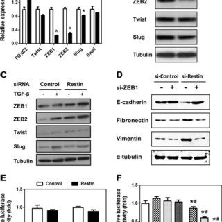 Restin Downregulated ZEB1 2 Expression At The Post Transcriptional