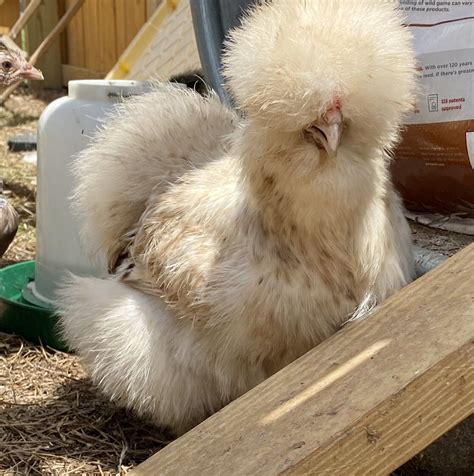 6 Show Quality Silkie Chicken Fertile Hatching Eggs All Colors Bearded