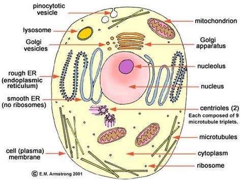 Top 128 + Mitochondria function in animal cell - Inoticia.net