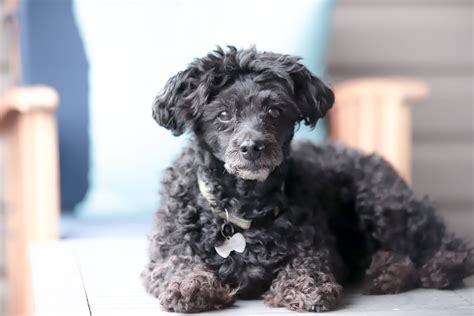 Download Black Miniature Poodle Puppy Wallpaper