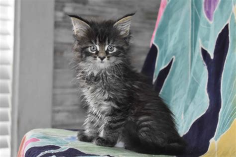 Maine Coon Petclassifieds