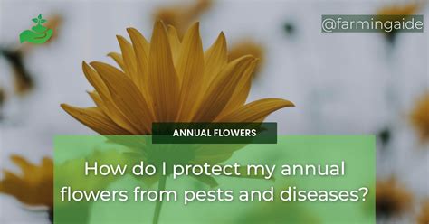 How do I protect my annual flowers from pests and diseases? - Farming Aide