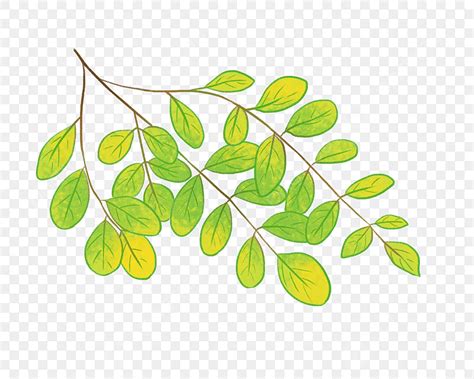 Green Leaf Vines Png Image Vine Green Leaf Illustration Vine Leaves