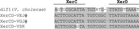 Sequence Alignment Of The Dif1 Site Of V Cholerae With Similar Sites