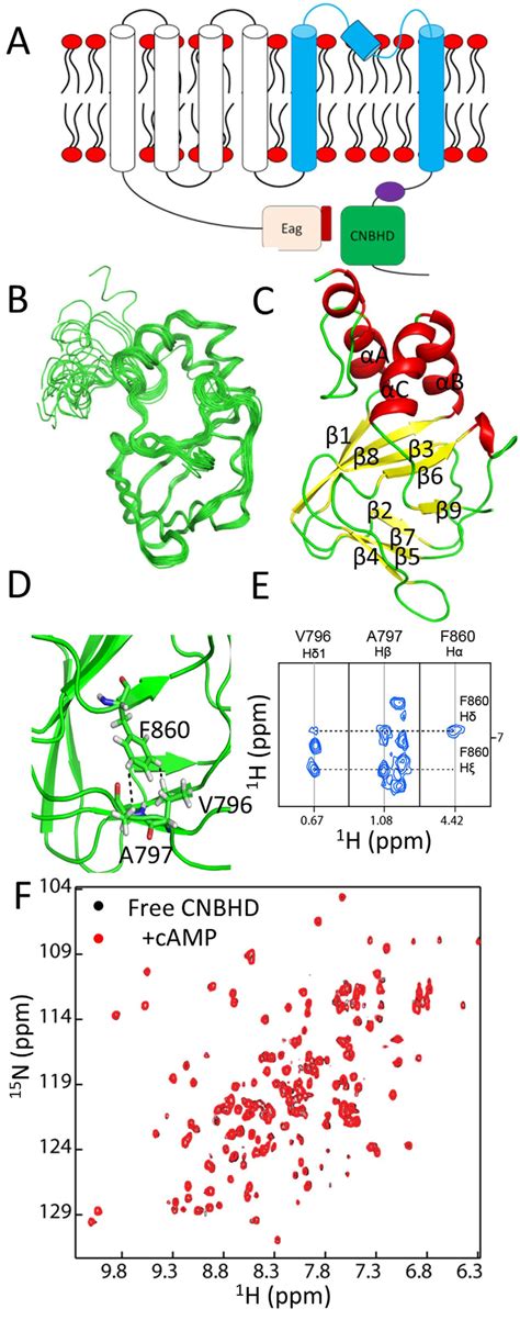 Structure Of Cnbhd A Cartoon Of Herg Channel The Voltage Sensor