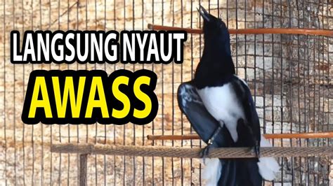 SUARA BURUNG Kacer Gacor NGEPLONG TARUNG Konslet Paling AMPUH Buat