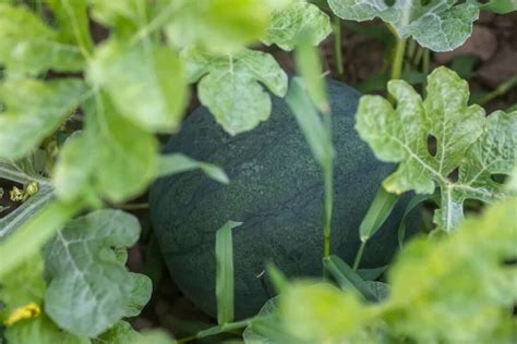 All About The Black Diamond Watermelon Minneopa Orchards