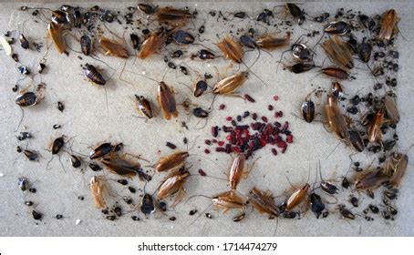 Roach Egg Cases: Over 41 Royalty-Free Licensable Stock Photos ...