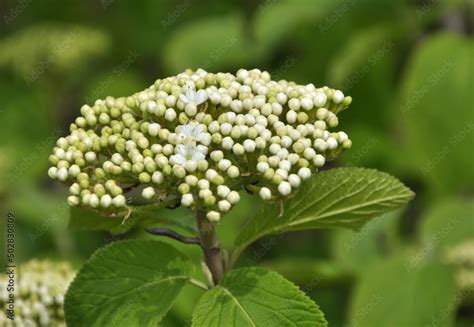 Viburnum (Viburnum lantana) blooms in spring Stock Photo | Adobe Stock