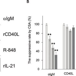 Csa Suppresses B Cell Proliferation Stimulated By Anti Igm But Not By