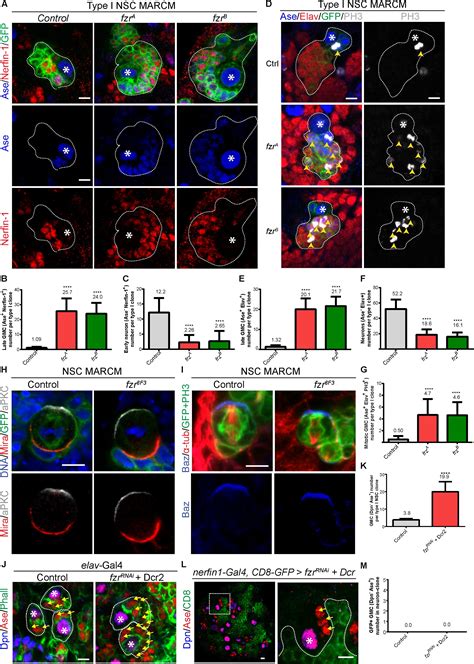 Frontiers Fzr Cdh Promotes The Differentiation Of Neural Stem Cell