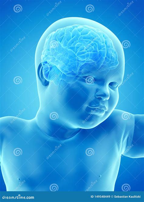 babys brain stock illustration illustration  babys