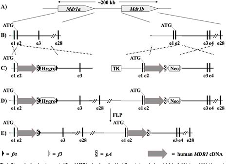 Figure 1 From Validation Of A P Glycoprotein P Gp Humanized Mouse