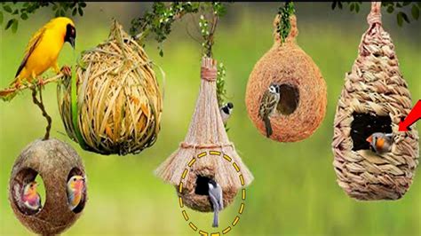 This Bird Sews Its Nest Like A Tailor Most Amazing Nests In The World