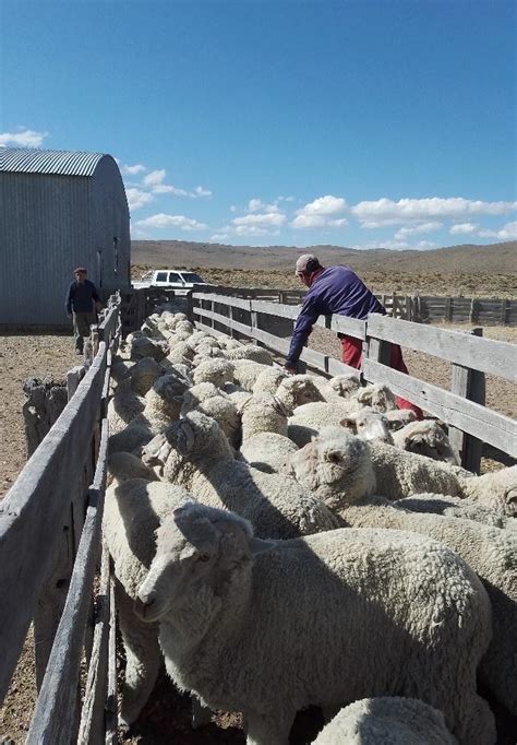 Calidad De Vida Y Estrategias De Familias Ganaderas En La Meseta