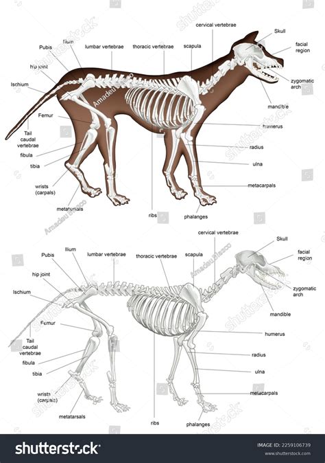 Zoology Mammals Internal Anatomy Representation Skeleton Stock ...