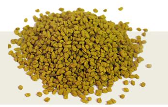 Fenugreek Seed Shelf Life 1 Year At Best Price In Mahesana Jhunjha