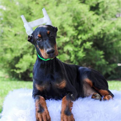 Doberman Pinscher Puppies for Sale - Buy a Puppy Online | VIP Puppies