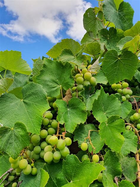 Growing Grapes Free Stock Photo - Public Domain Pictures