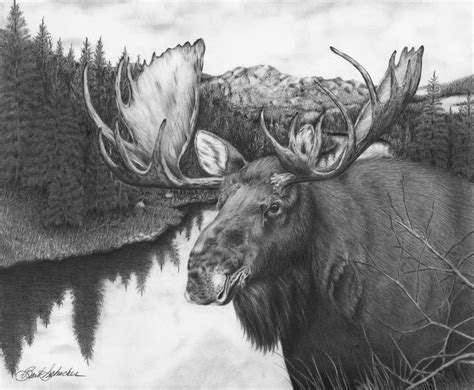 Moose Pencil Drawing