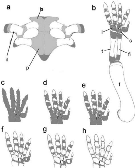 Ossification Of Pelvic Girdle A And Hind Limb B And Tarsus C H Download Scientific