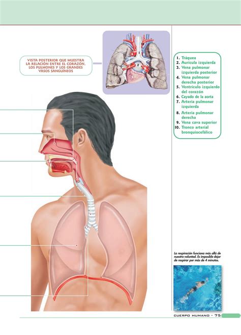 Anatom A Y Fisiolog A Del Cuerpo Humano By Maria Cristina Velasquez