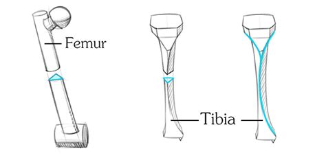 Leg Anatomy Drawing At Paintingvalley Explore Collection Of Leg