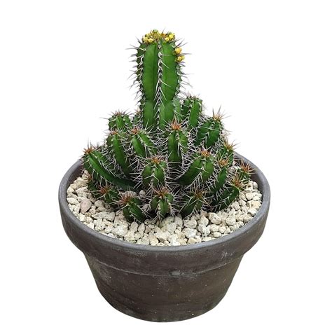 Euphorbia Fruticosa Plant Wholesale FlorAccess