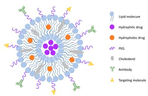 Pharmaceutics Free Full Text Liposome Based Drug Delivery Systems