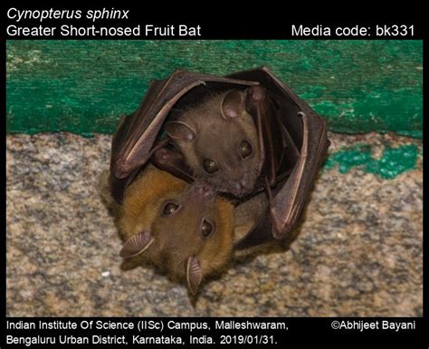 Cynopterus Sphinx Vahl 1797 Greater Short Nosed Fruit Bat Mammals