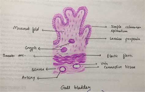 Gall Bladder Histology Slides Tissue Types Bladder